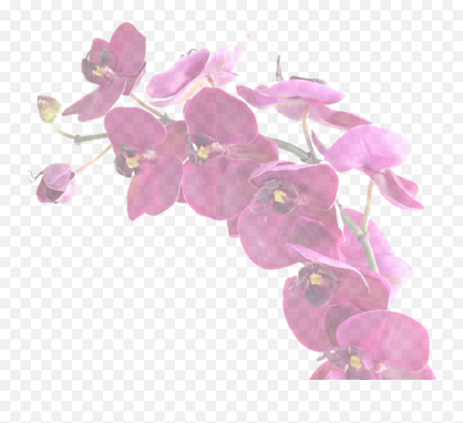 Your Only Purchasing One Vanilla Orchid - Moth Orchid Full Moth Orchid Png,Orchid Png