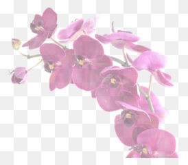 Your Only Purchasing One Vanilla Orchid - Moth Orchid Full Moth Orchid Png,Orchid Png