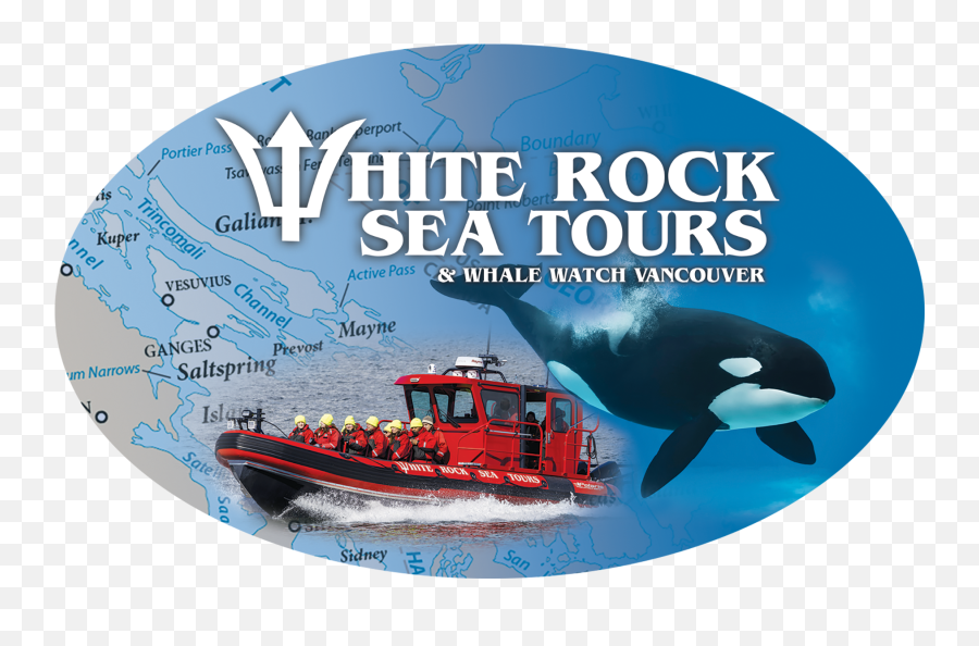 White Rock Sea Tours Vancouver Whale Watching U0026 - Killer Whale Png,Killer Whale Png