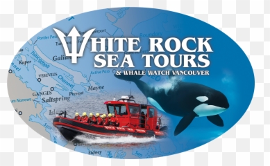White Rock Sea Tours Vancouver Whale Watching U0026 - Killer png
