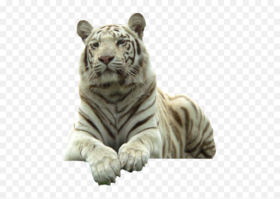 White Tiger With Transparent Background - Whitetiger Transparent Png,White Tiger Png