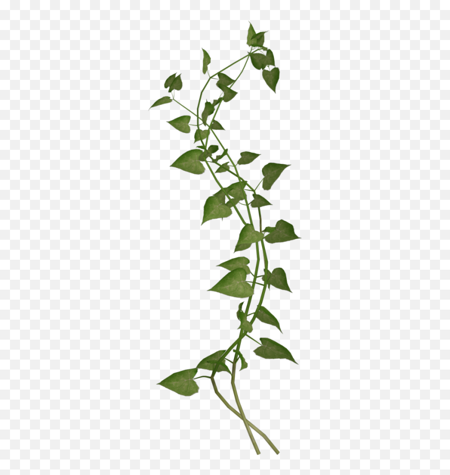 That Girl Is Poison - Cestrum Full Size Png Download Seekpng Bindweeds,Hanging Vines Png