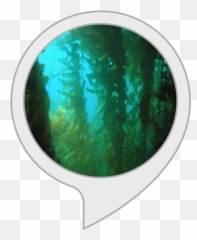 Amazoncom Kelp Facts Alexa Skills Png