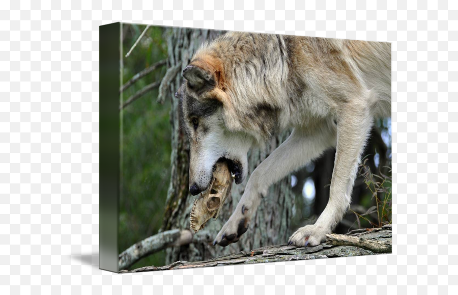 Wolf With Skull By Eve Schrank - Canine Tooth Png,Wolf Skull Png