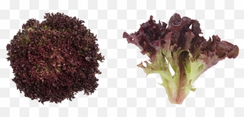 Lettuce U2013 East Fork Creek Urban Farming - Salad Crispy Red Fresharvest png