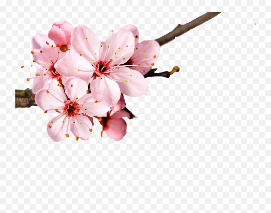 Download Cherry Blossom Flower Petal - Memoir Of Jane Austen Cherry Blossom Flower Invisible Background Png,Cherry Blossom Flower Png