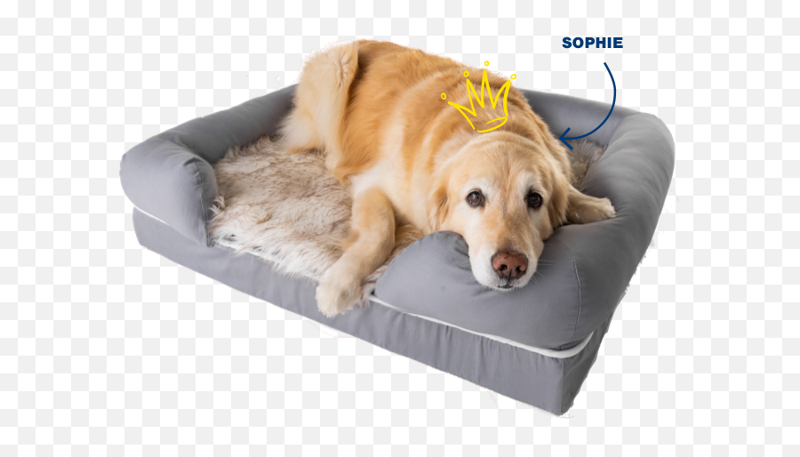 Orthopedic Dog Beds That Look Like A Rug Paw Brands U2013 Pawcom - Dog Bed Png,Dog Print Png