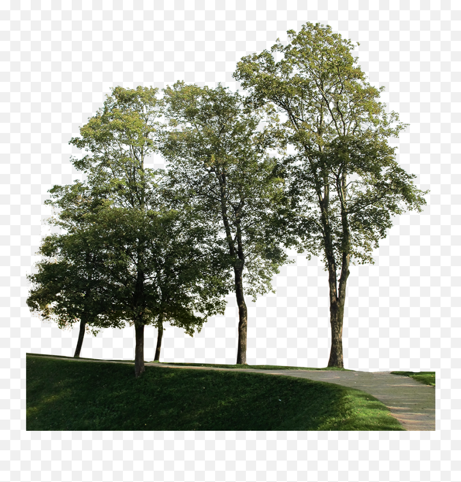 Big Trees Group 1 - Group Of Trees Photoshop Png,Big Tree Png