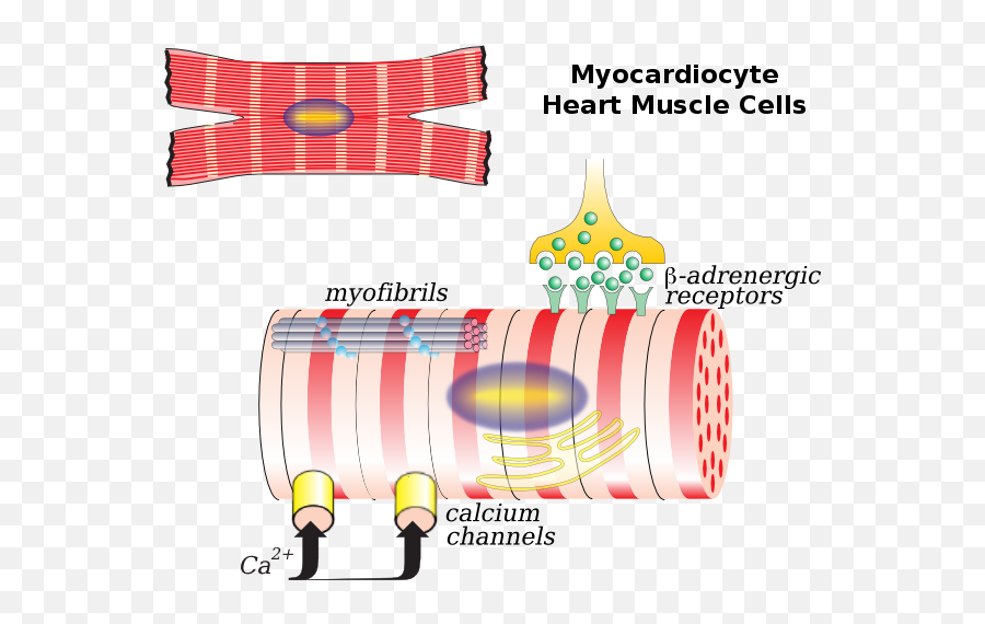 Cardiac Muscle Cell - Wikipedia Cardiac Cell Png,Anatomical Heart Png