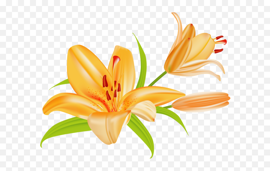 Easter Lily Clipart - Lily Flower Clipart Png,Easter Lily Png