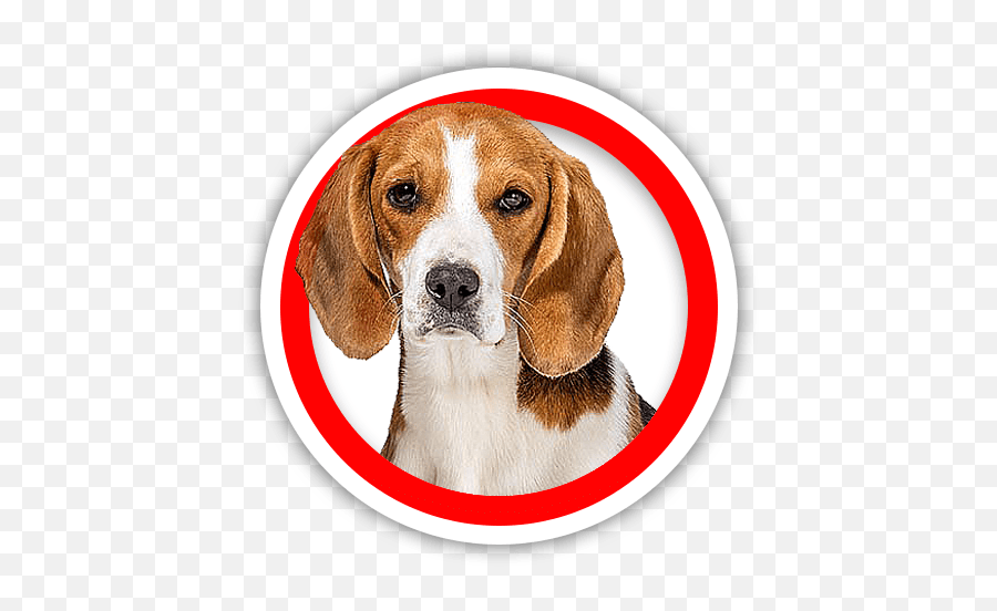 Wwwhupplecom Seo Scan - Dog Thundershirt Png,Foxhound Icon