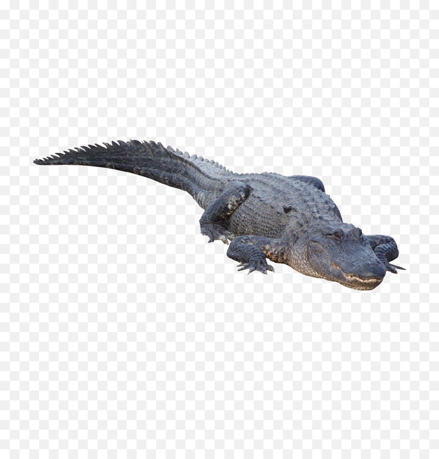 Crocodile Transparent Png File - American Alligator Png,Alligator Transparent Background
