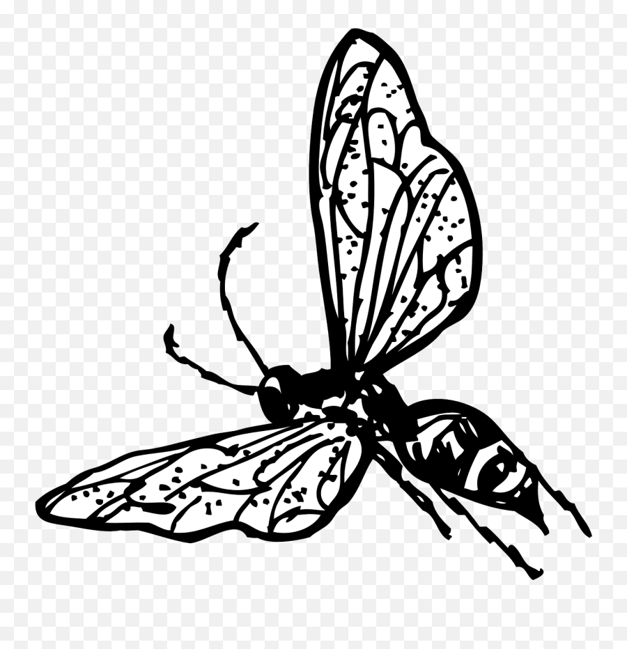 Common Wasps And Bees Characteristics - Wasp Clip Art Png,Wasp Png