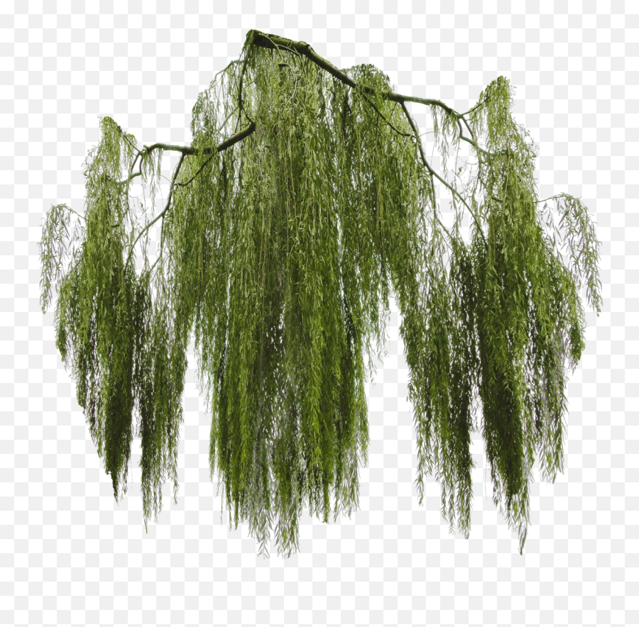 Download Free Png Hanging Moss - Willow Tree Branch Png,Moss Png