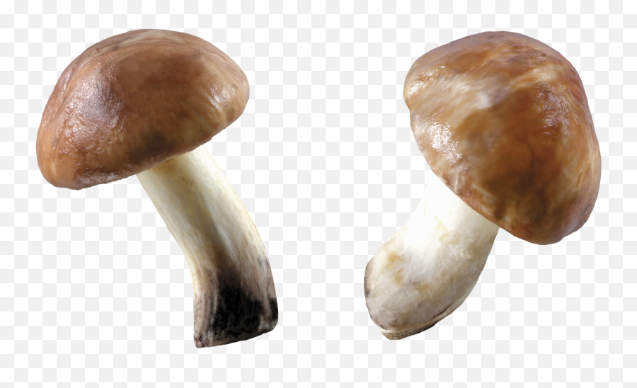 Download Free Png Mushroom - Mushrooms Png,Mushroom Png
