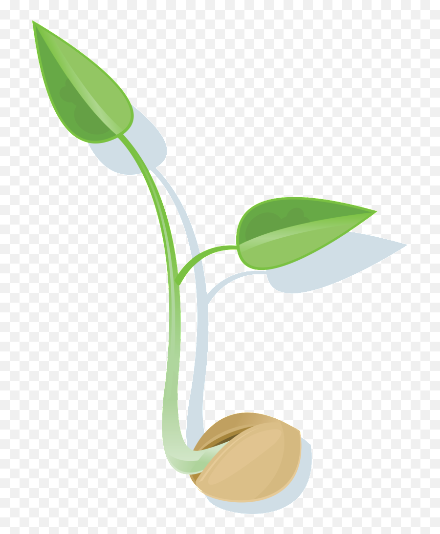Seed Png File - Seed Png,Seed Png