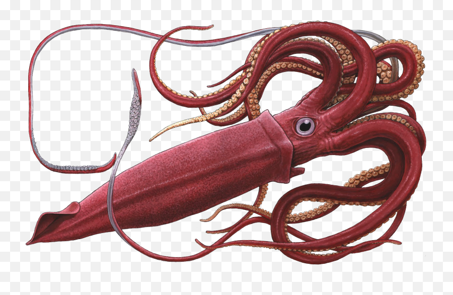 Squid Png - Giant Squid Png,Tentacles Transparent Background