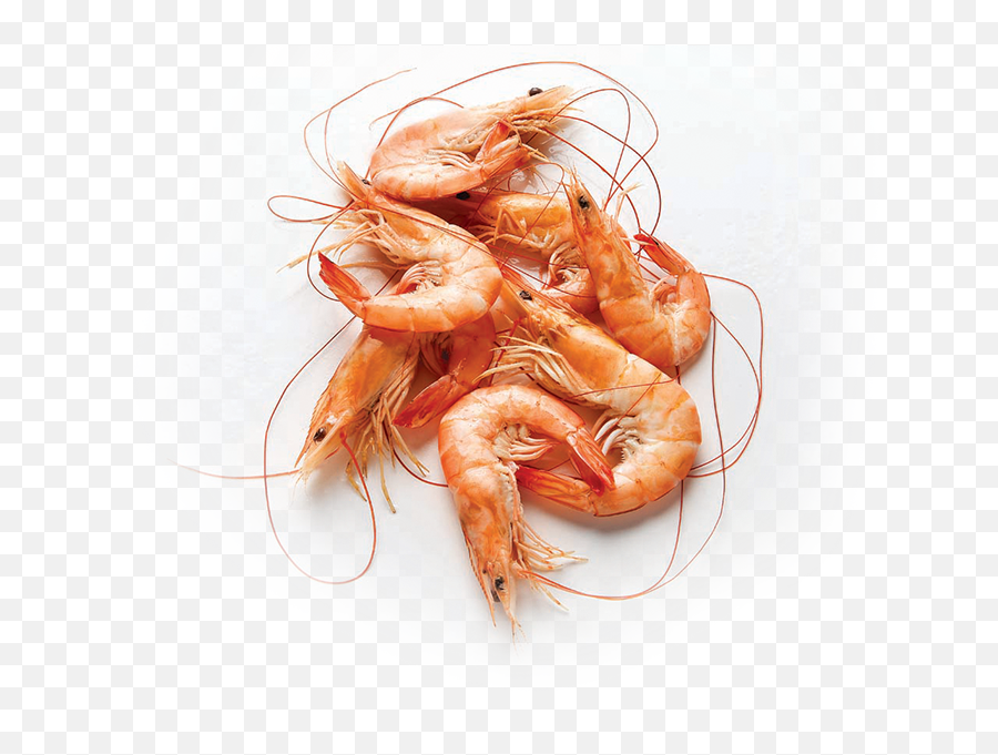 Shrimp Png Photos - Small Shrimp Png,Shrimp Png