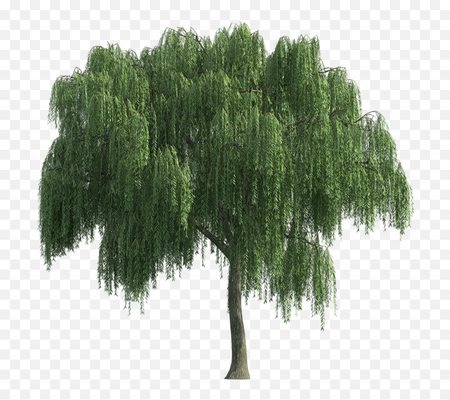 Sauce Lloron Png 1 Image - Tree Weeping Willow Png,Sauce Png