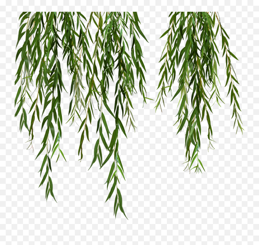 White Stock - Transparent Weeping Willow Leaves Png,Weeping Willow Png