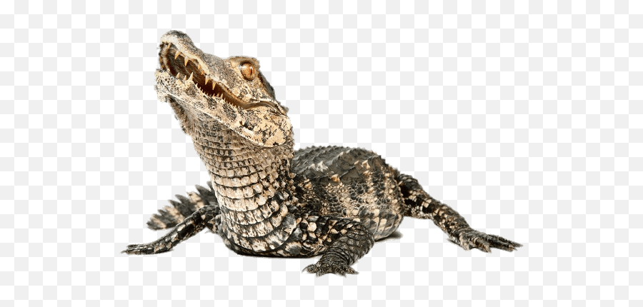 Clipart Alligator Caiman - Dwarf Caiman Enclosure Png,Aligator Png