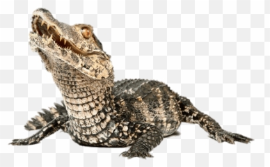 Clipart Alligator Caiman - Dwarf Caiman Enclosure Png,Aligator Png