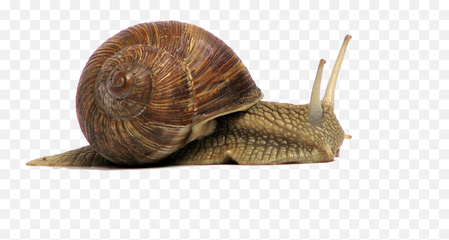 Snail Brown Transparent Png - Internet Snails,Snail Png