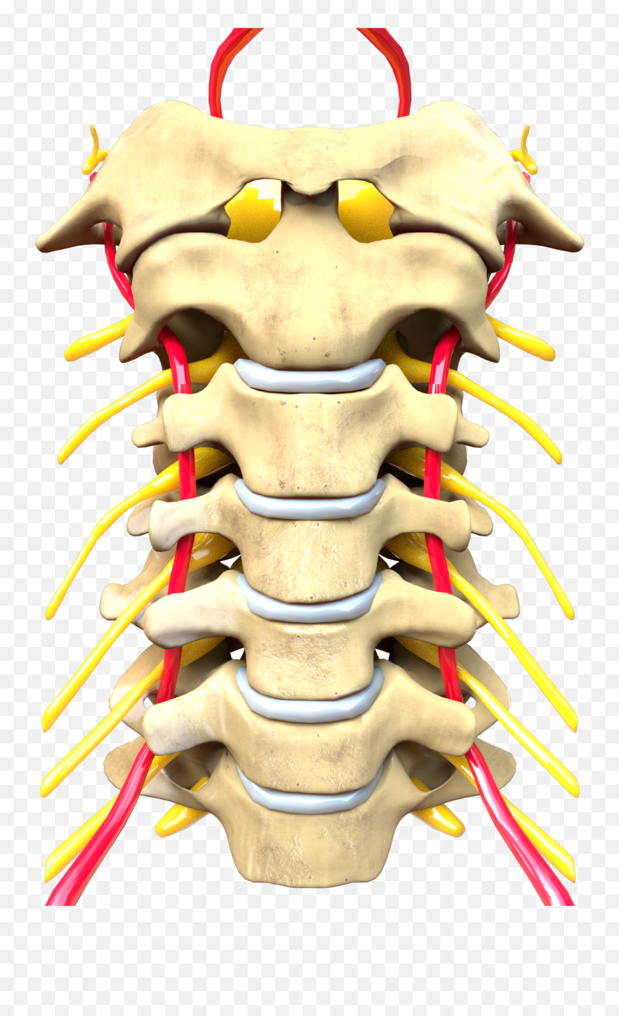 Cervical Spine Computer Generated - Neck Vertebrae Png,Neck Png
