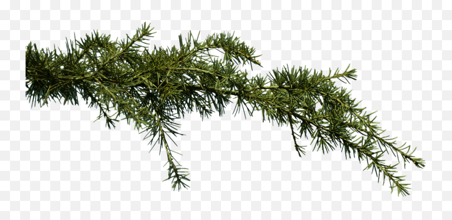 Fir Branch Conifer - Conifer Branch Png,Pine Tree Branch Png