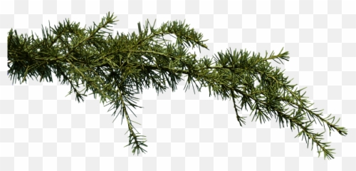 Fir Branch Conifer - Png