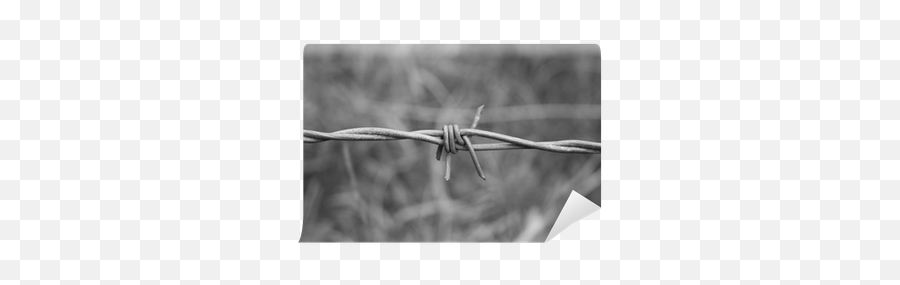 Barbed Wire Wall Mural U2022 Pixers - We Live To Change Barbed Wire Png,Barbed Wire Png