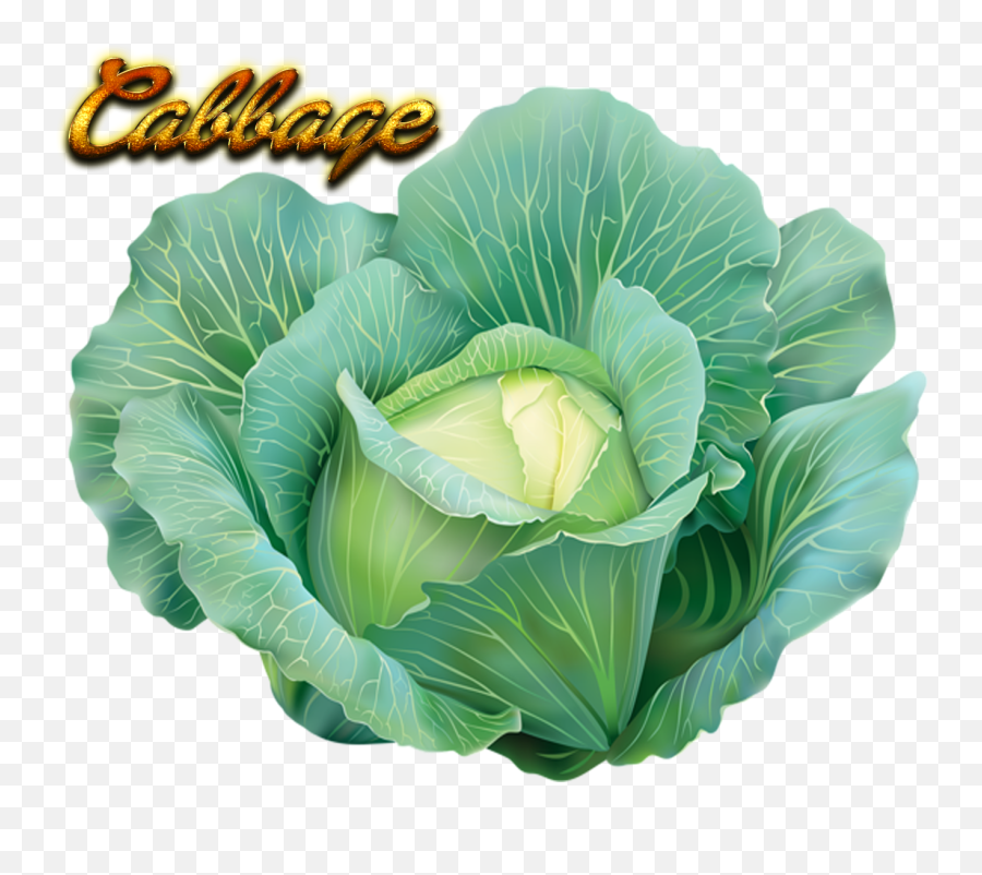 Cabbage Clipart Transparent Png Image - Transparent Background Cabbage Png,Cabbage Transparent Background
