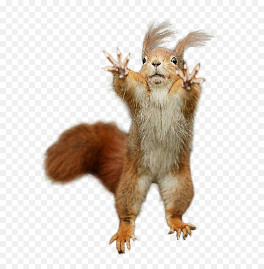 Cutout - Red Squirrel Png,Chipmunk Png