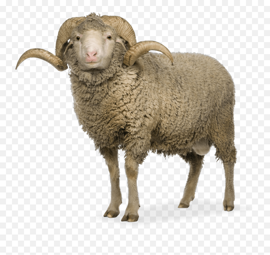 Our Standard Zue Anna - Merino Sheep Transparent Png,Sheep Transparent