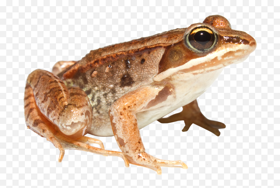 Download And Use Frog Png Image Without Background - Frog Superpowers,Wednesday Frog Png