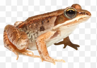 Download And Use Frog Png Image Without Background - Superpowers
