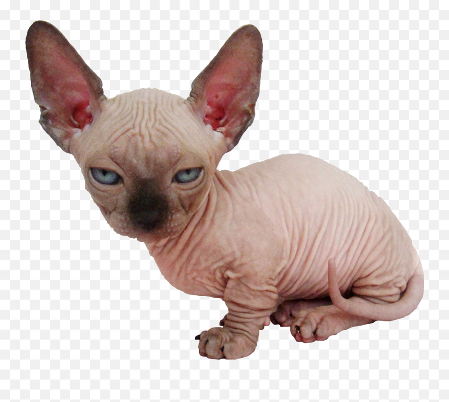 This Sphynx Kitten Cutouts - Transparent Sphynx Cat Png,Kitten Transparent