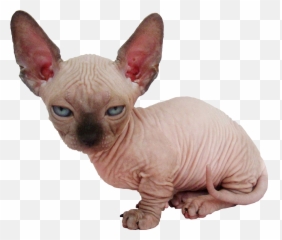 This Sphynx Kitten Cutouts - Transparent Sphynx Cat Png,Kitten Transparent