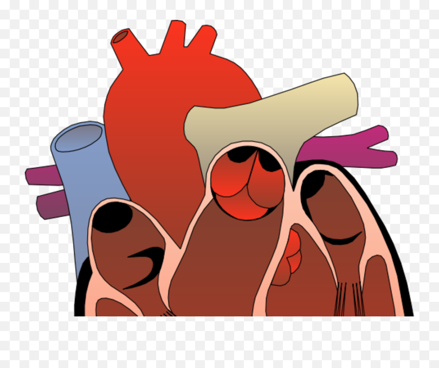 Heart Anatomy Png Transparent Cartoon - Jingfm Pathway Of Blood Through The Heart List,Professional Png