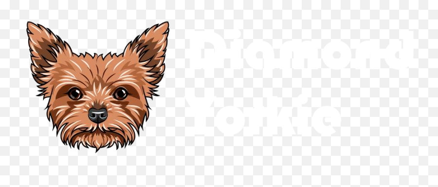 Diamond Yorkie U2013 Yorkshire Terrier Puppies For Sale - Language Png,Yorkie Png
