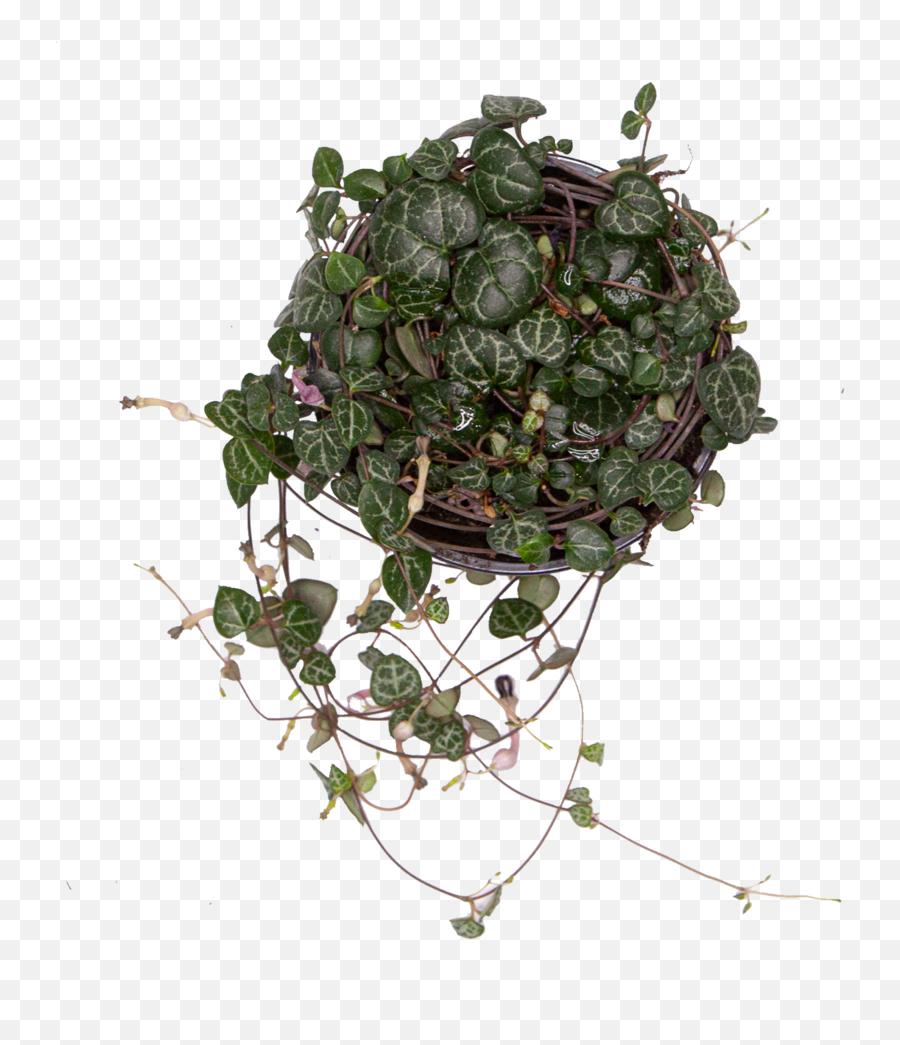 Buy Chain Of Hearts Direct From The Greenhouse - Chain Of Hearts Plant Transparent Png,Hanging Vines Png