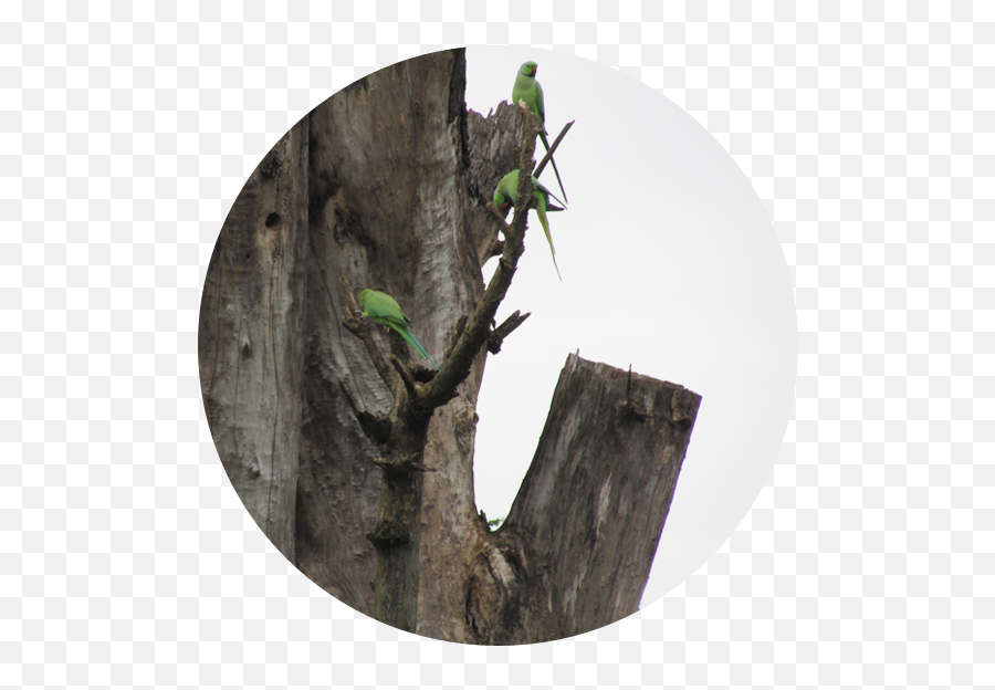 Download Hd Share - Tree Stump Transparent Png Image Parrots,Stump Png