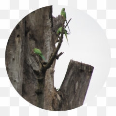 Download Hd Share - Tree Stump Transparent Png Image Parrots,Stump Png
