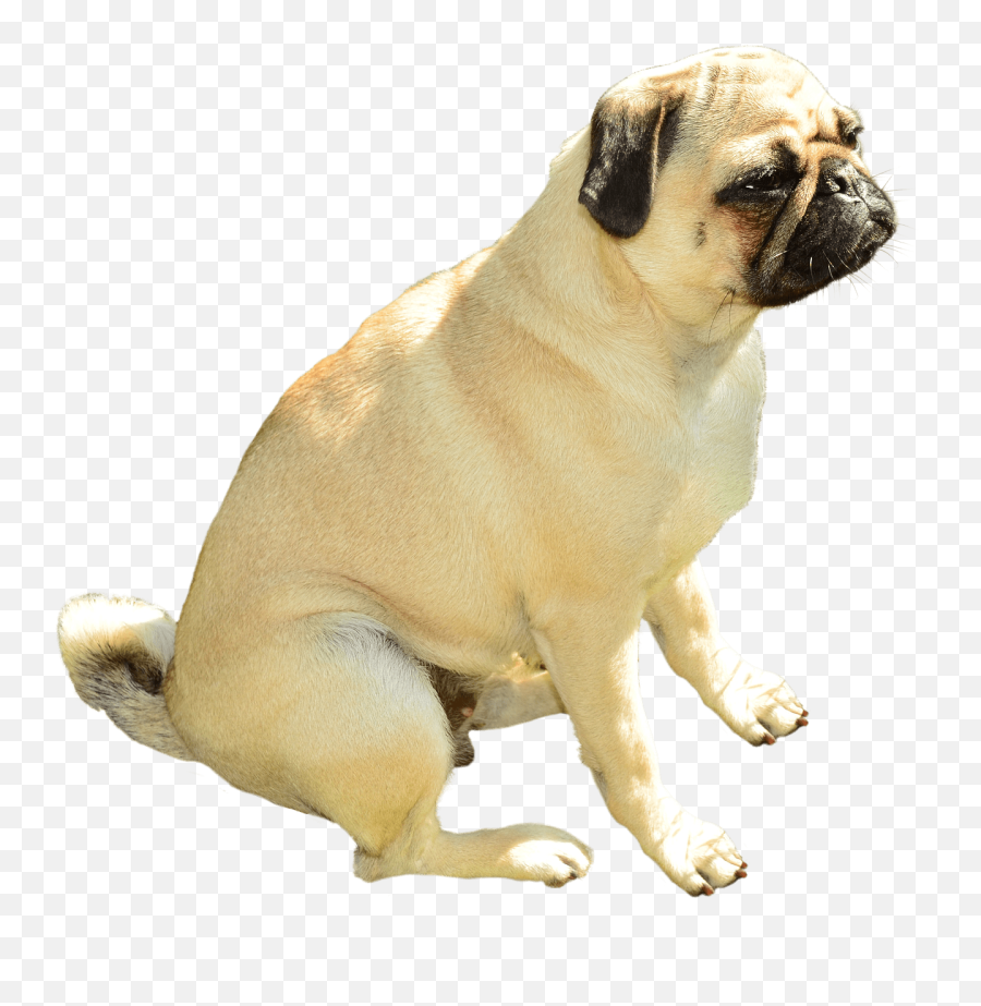 Dog Pug Pet - Pug Transparent Png,Dog Sitting Png