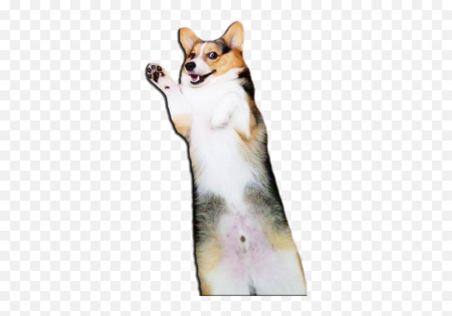 Corgi Butt Transparent Background Png - Butt Transparent Background,Corgi Transparent