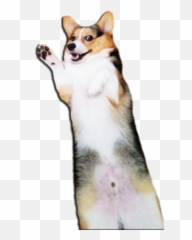 Corgi Butt Transparent Background Png - Butt Transparent Background,Corgi Transparent