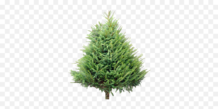 Wholesale Christmas Trees Supplier Welsh British - Chunk Of Pine Tree Png,Tree Elevation Png