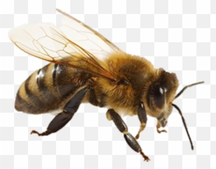 Bee Png And Vectors For Free Download - DLPNGcom Insects Three Body Parts
