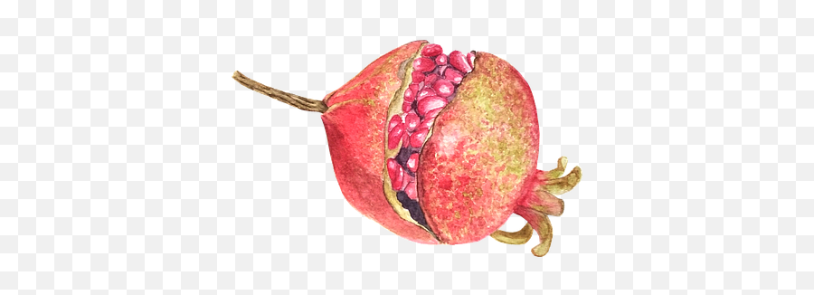 30 Free Pomegranate U0026 Fruit Illustrations - Pixabay Fresh Png,Pomegranate Icon