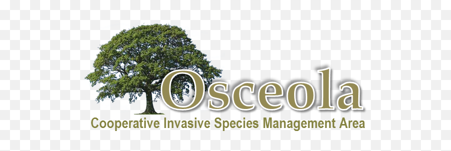 Osceola County Cisma - Florida Invasive Species Partnership Oak Tree Png,Invasive Plant Icon